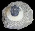 Bargain, Gerastos Trilobite Fossil - Morocco #57618-2